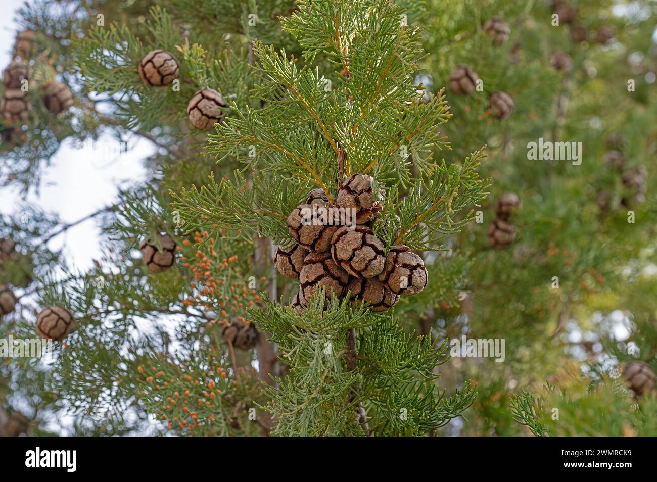 The tree and its small cones, also known as cemetery cypress in Turkey. Cupressus sempervirens. Stock Photo