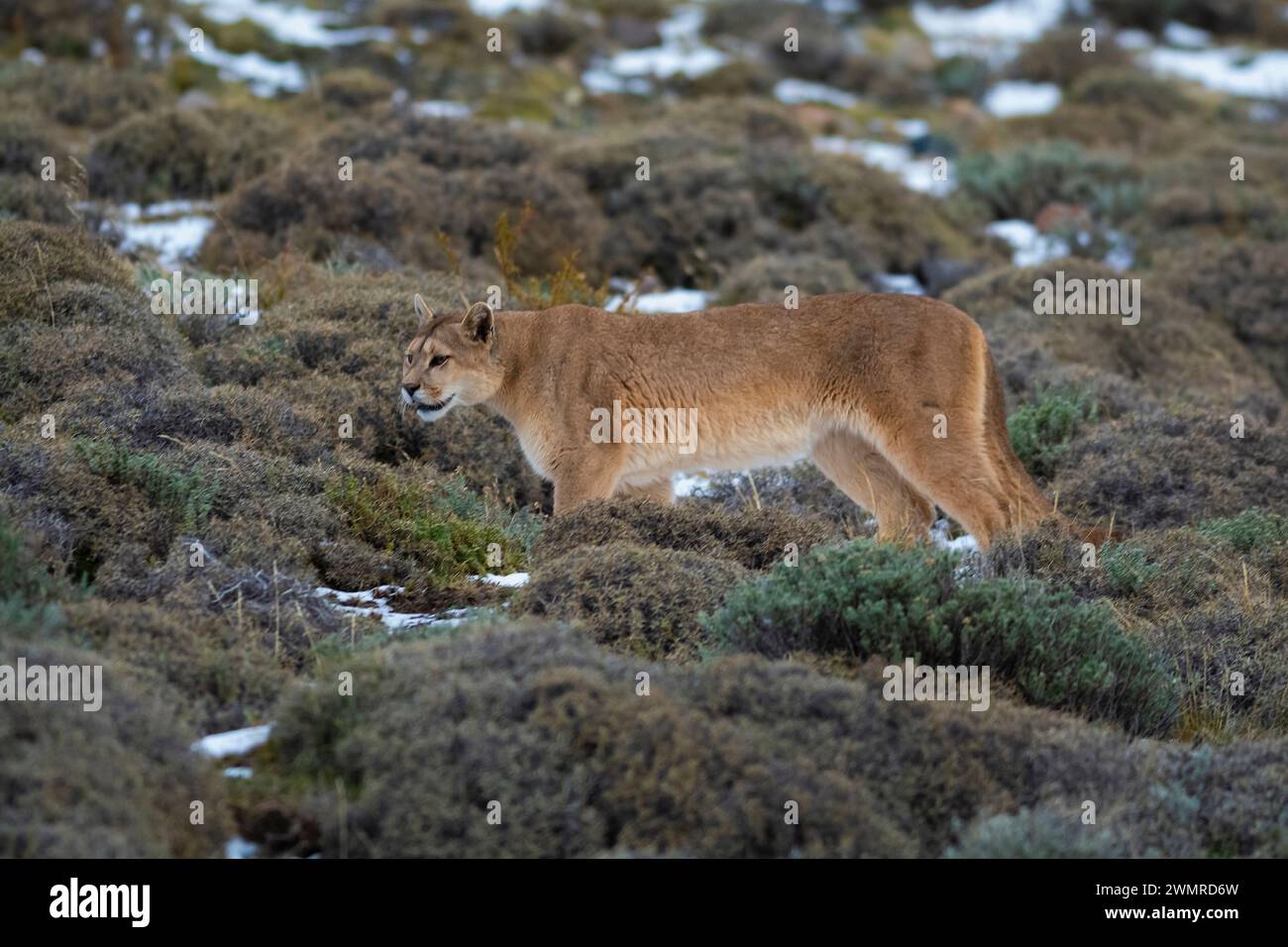Cougar walking in mountain environment, Torres del Paine National Park, Patagonia, Chile. Stock Photo