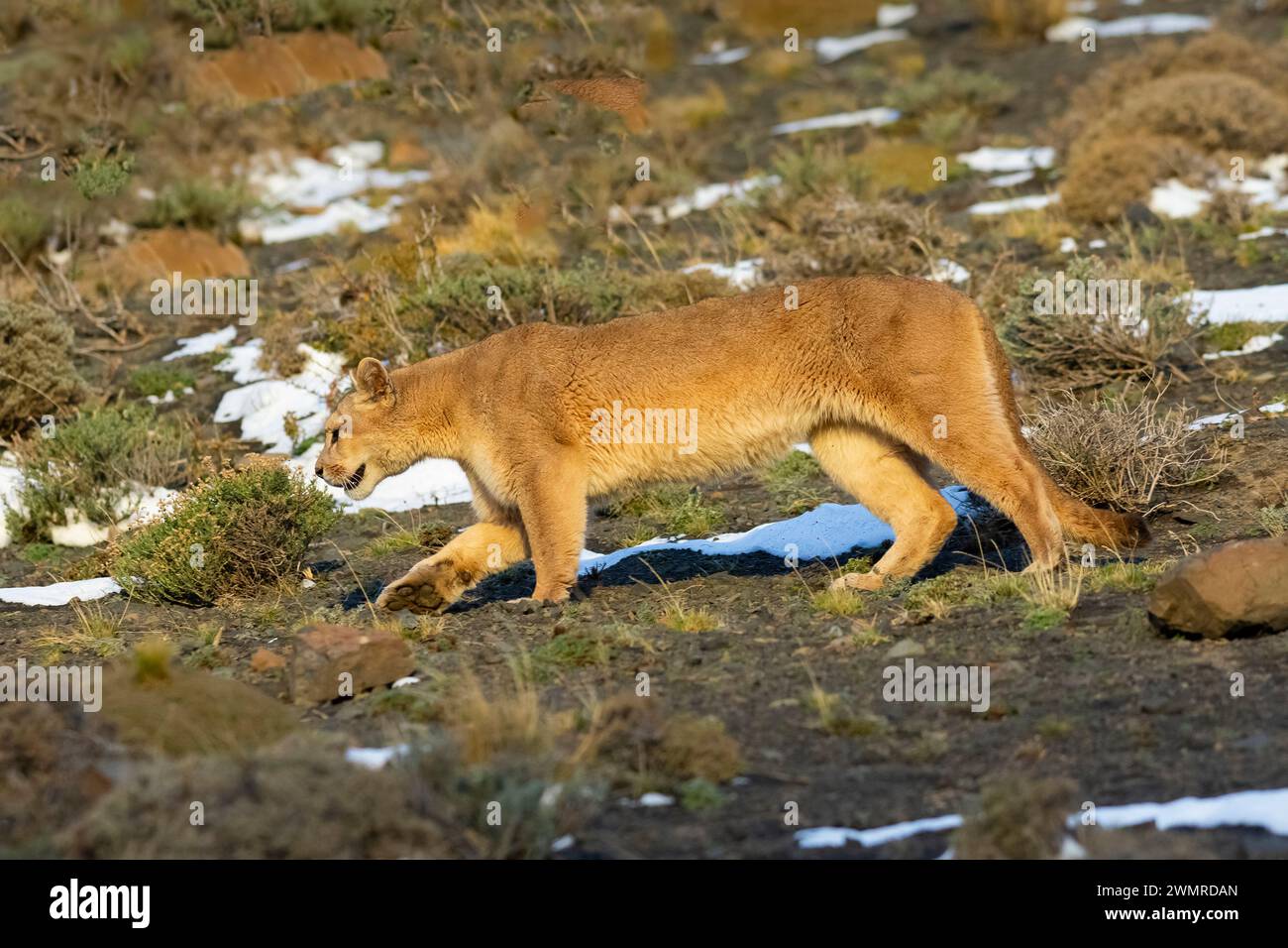 Cougar walking in mountain environment, Torres del Paine National Park, Patagonia, Chile. Stock Photo