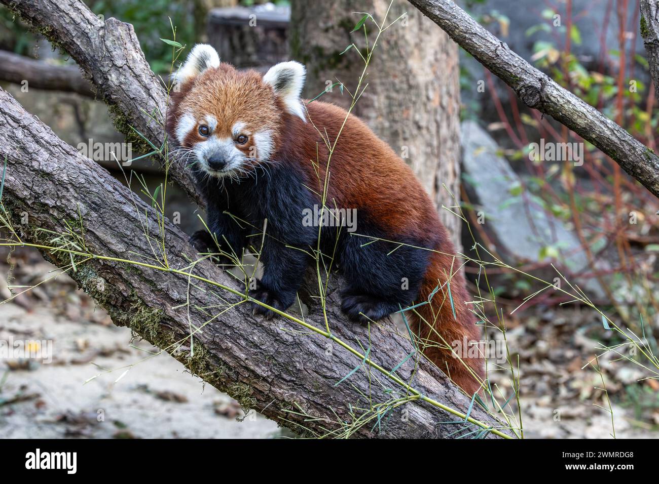 The red panda, Ailurus fulgens, also called the lesser panda and the ...