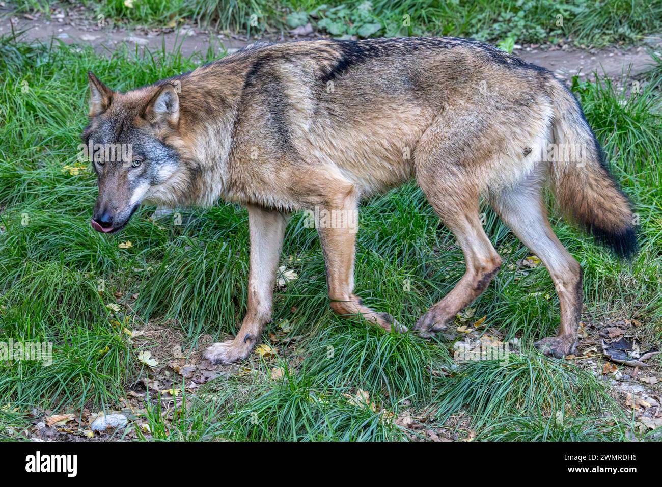 The wolf, Canis lupus, also known as the grey wolf or timber wolf is a ...