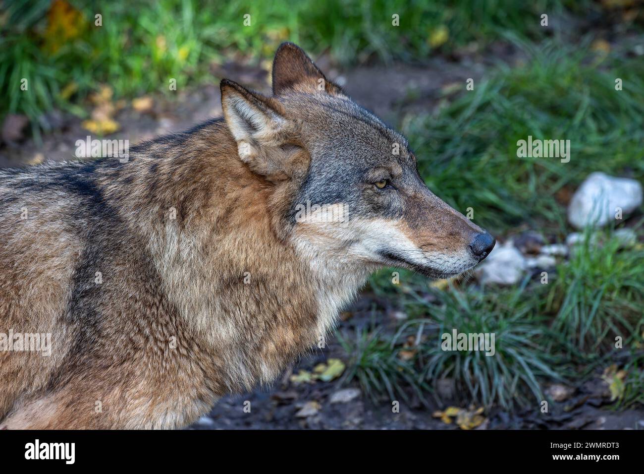 The wolf, Canis lupus, also known as the grey wolf or timber wolf is a ...