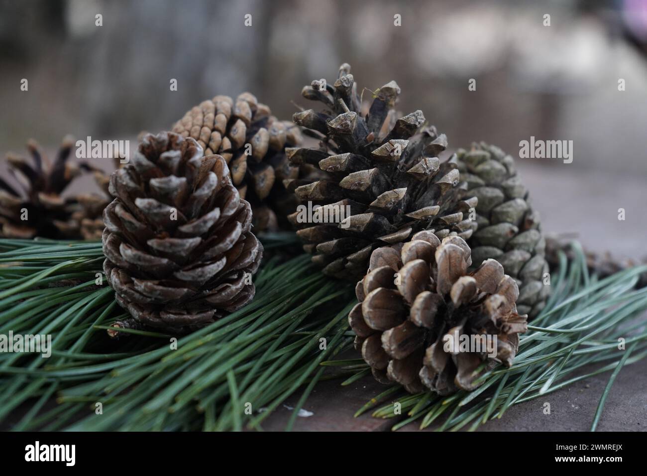 The black pine, Japanese black pine or Japanese pine(Pinus thunbergii) (syn: Pinus thunbergiana) Stock Photo
