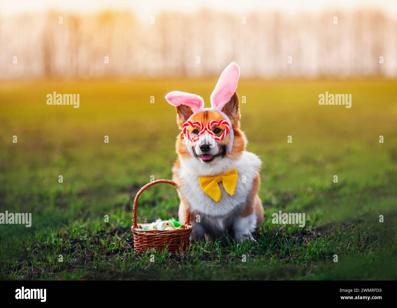 festive charming corgi dog in rabbit ears sits in a spring sunny park ...