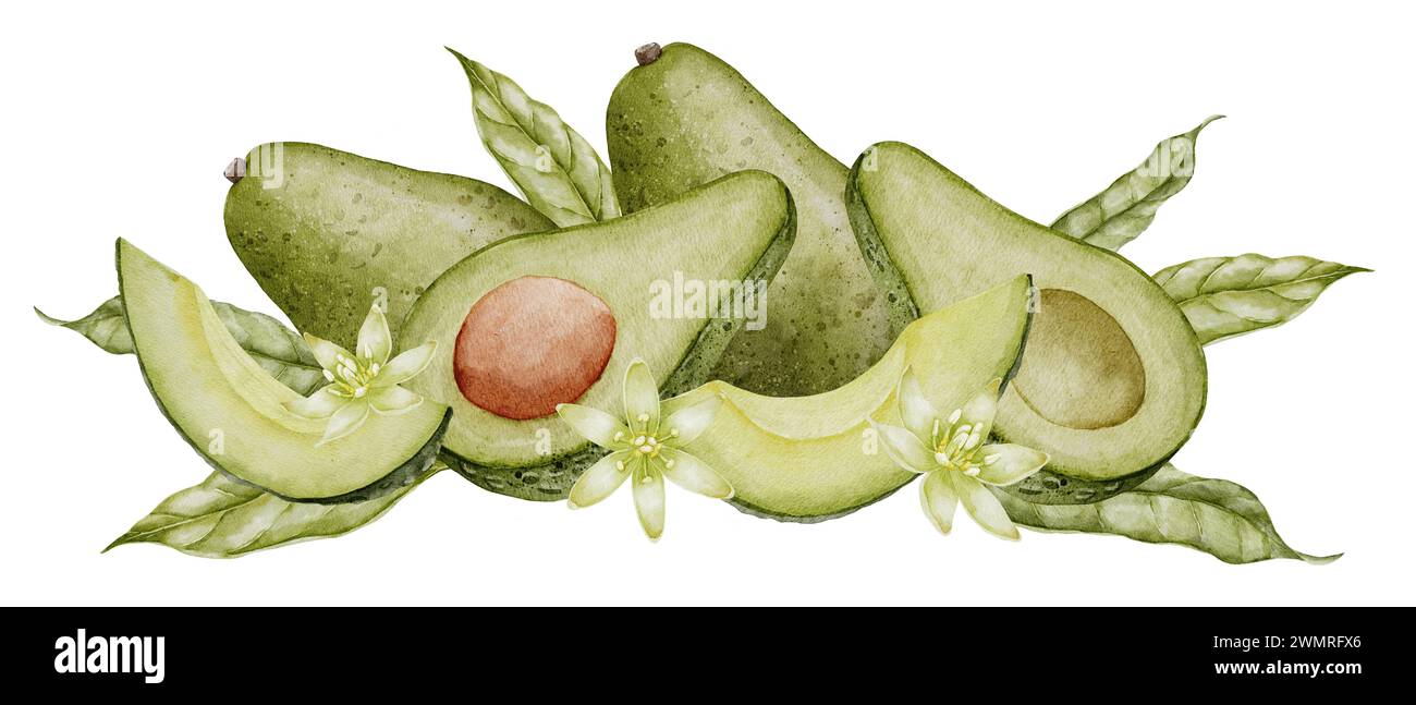 Avocado Watercolor illustration. Botanical drawing of Fruit with flower