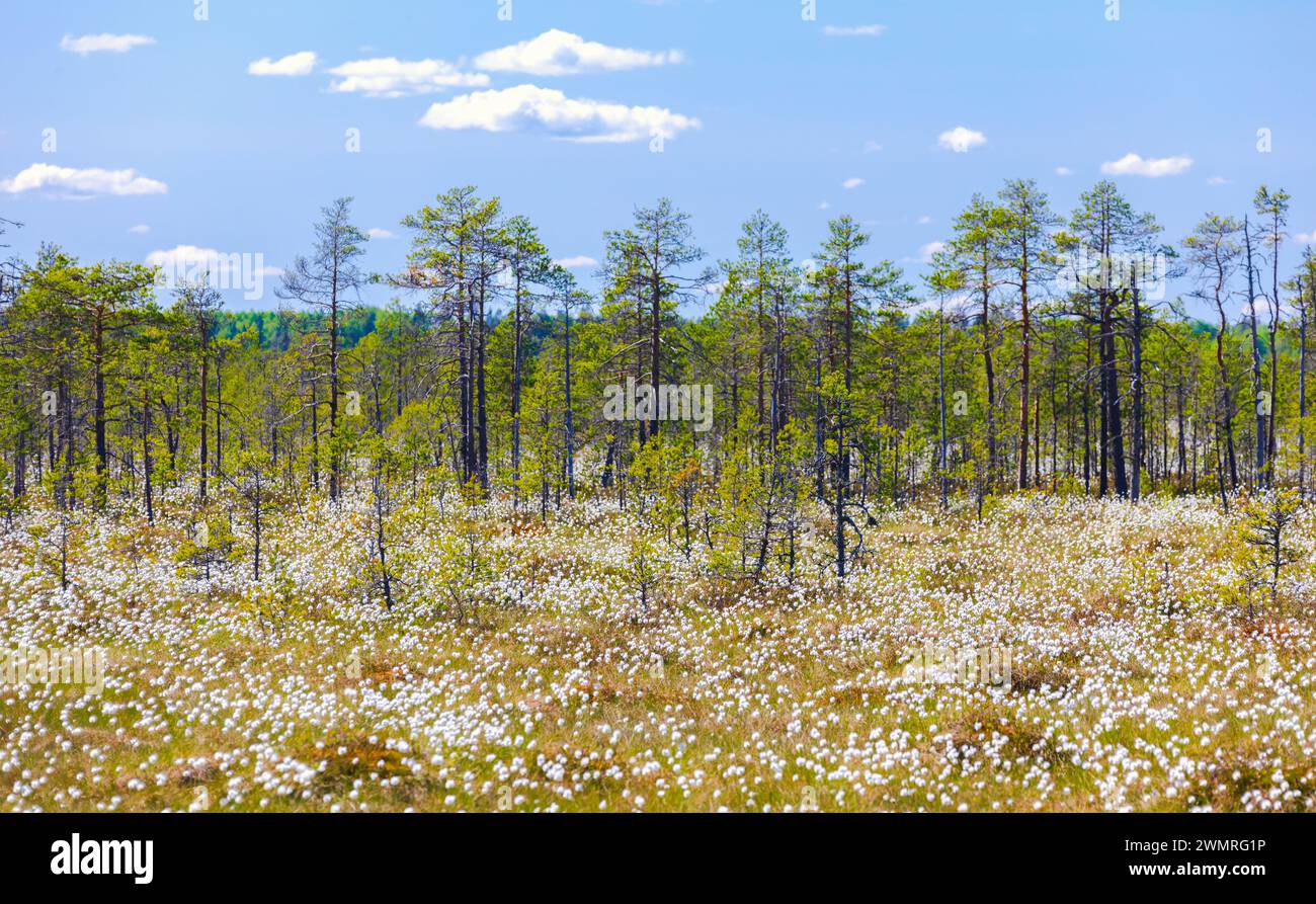 Landscape photo with swamp and blooming Eriophorum vaginatum on a sunny spring day Stock Photo