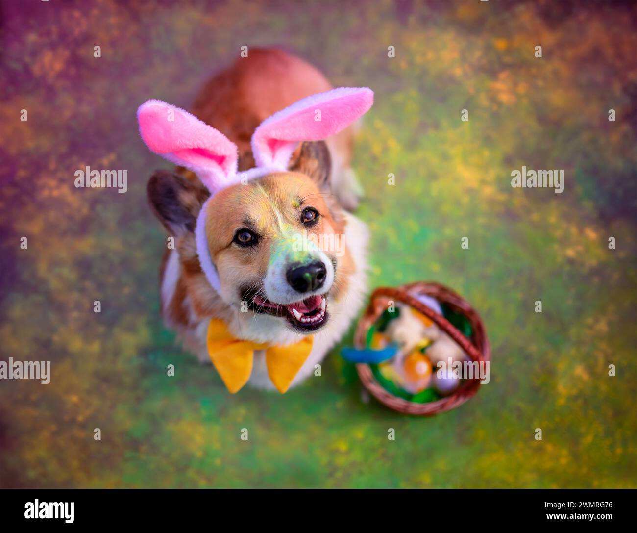 estive charming dog in rabbit ears is sitting in the spring garden all sprinkled with colorful colors Holly with an Easter basket Stock Photo