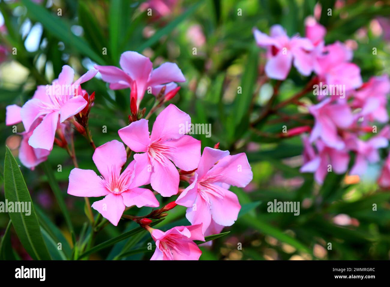 The pink oleander, best delicate flowers , Nerium oleander, bloomed in spring. Shrub, small tree from cornel Apocynaceae family, garden plant. Pink su Stock Photo