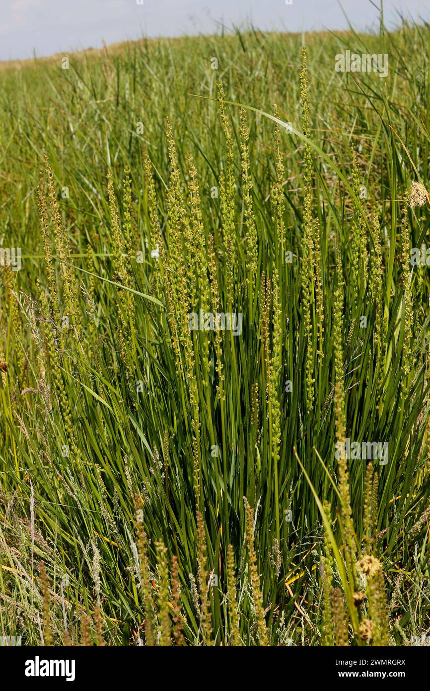 Triglochin maritima 'Sea Arrow Grass' Stock Photo
