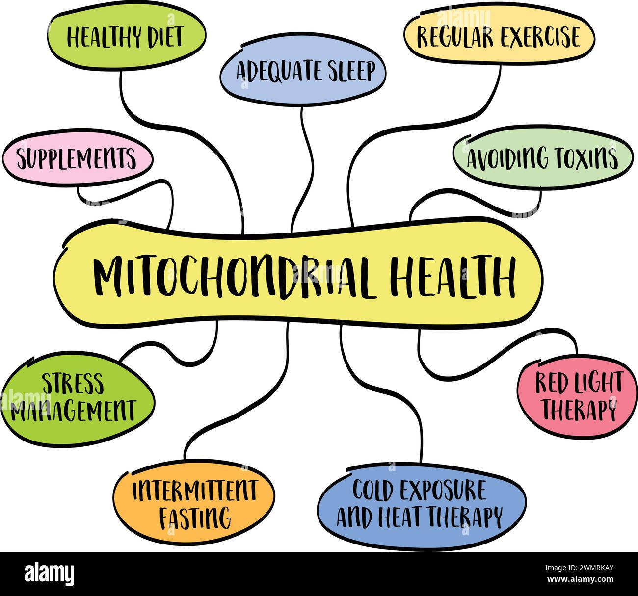 mitochondrial health concept - mind map infographics, vector sketch, healthy lifestyle and aging Stock Vector
