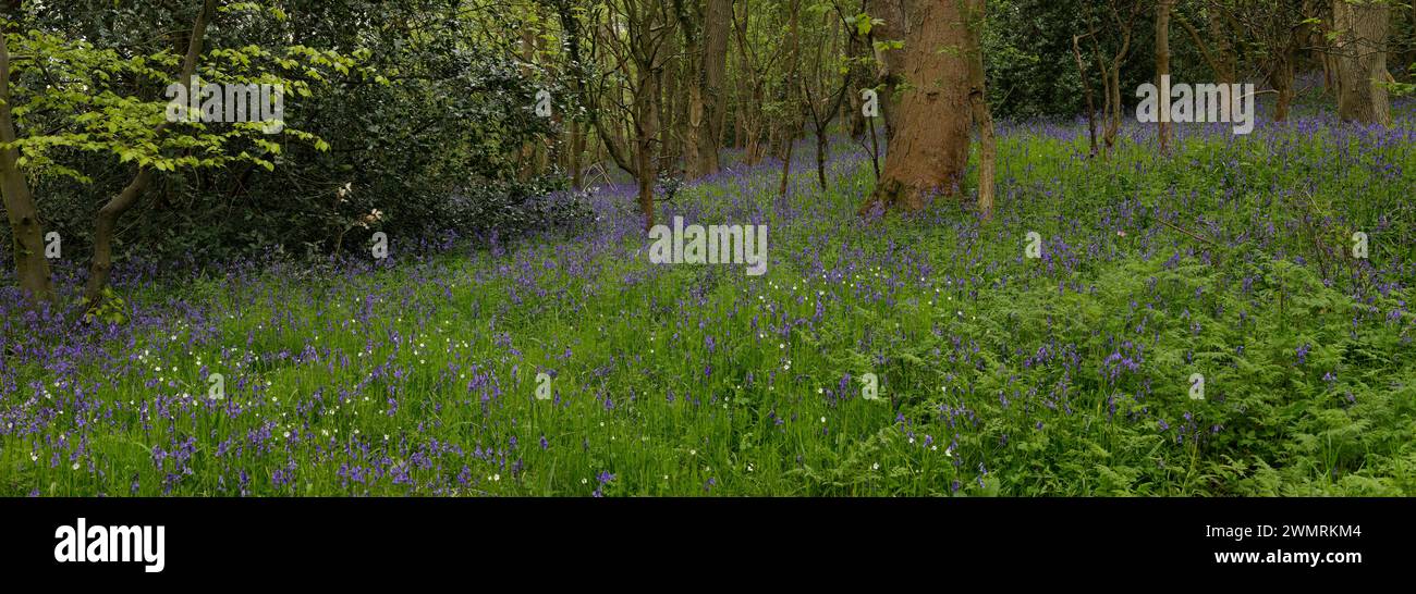 Bluebells, Spring Wood, County Durham, England Stock Photo