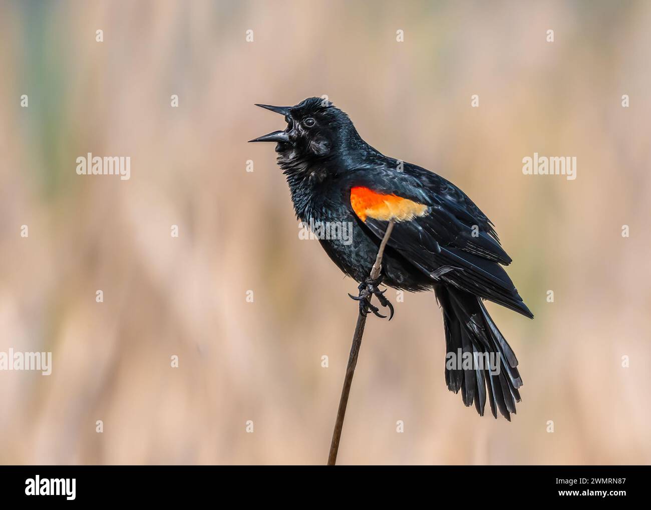 Red-winged blackbird trilling from a cattail, Kensington Metropark, near Milford, Michigan Stock Photo