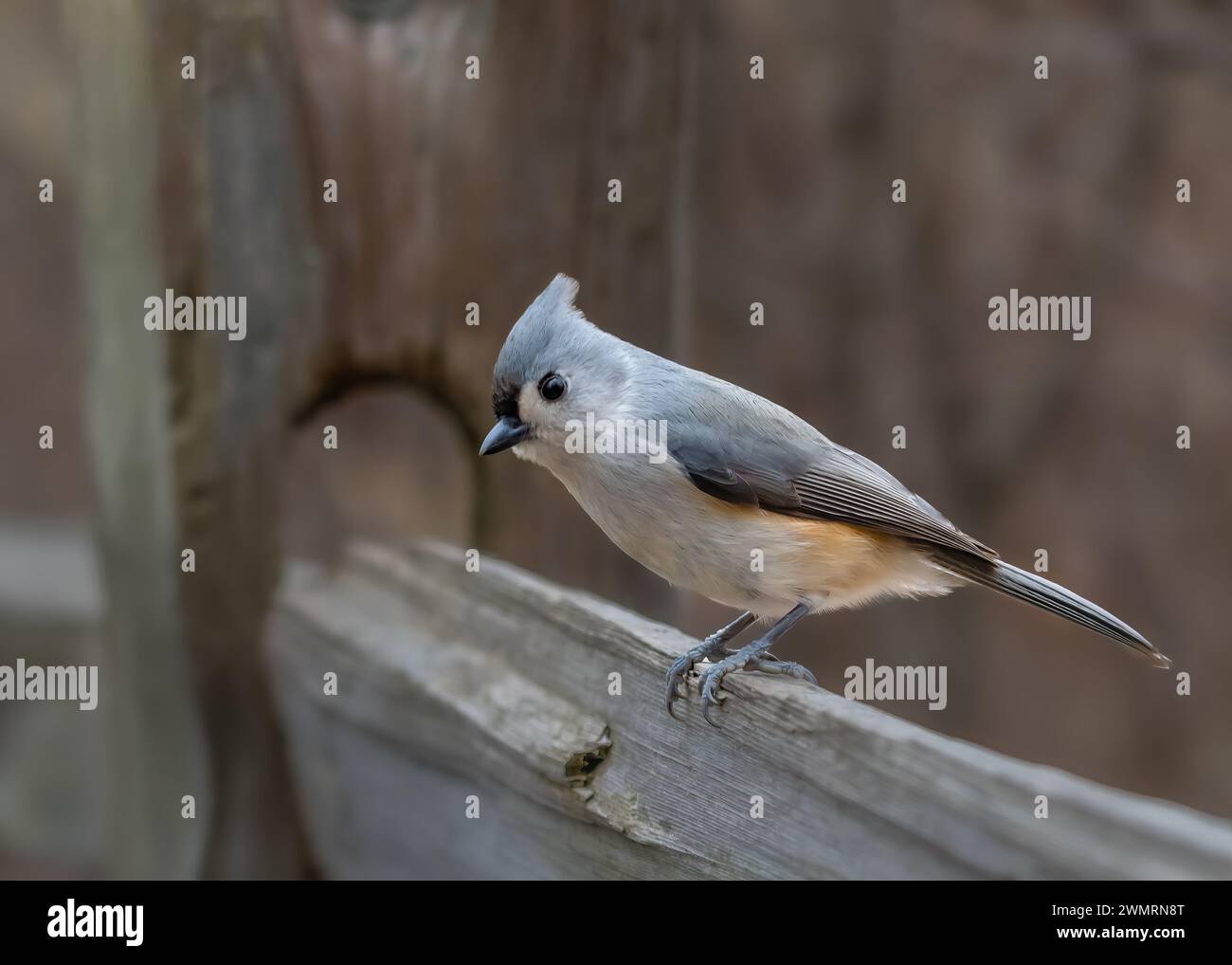 Tufted Titmouse perched on a wooden fence, Kensington Metropark, near Milford, Michigan Stock Photo