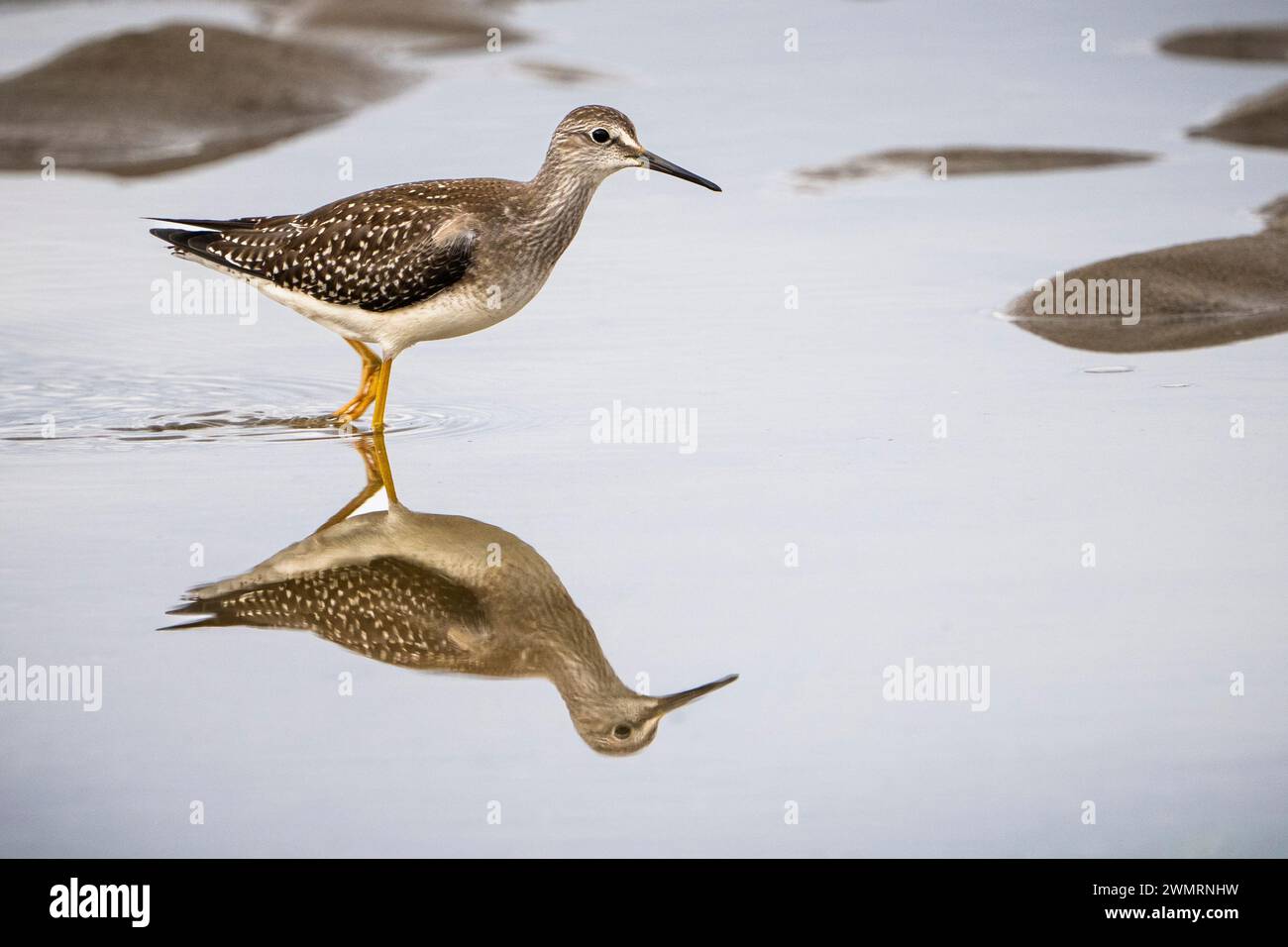 Lesser Yellowlegs hunting for food on the shoreline of the Gulf of St. Lawrence in Canada. Stock Photo