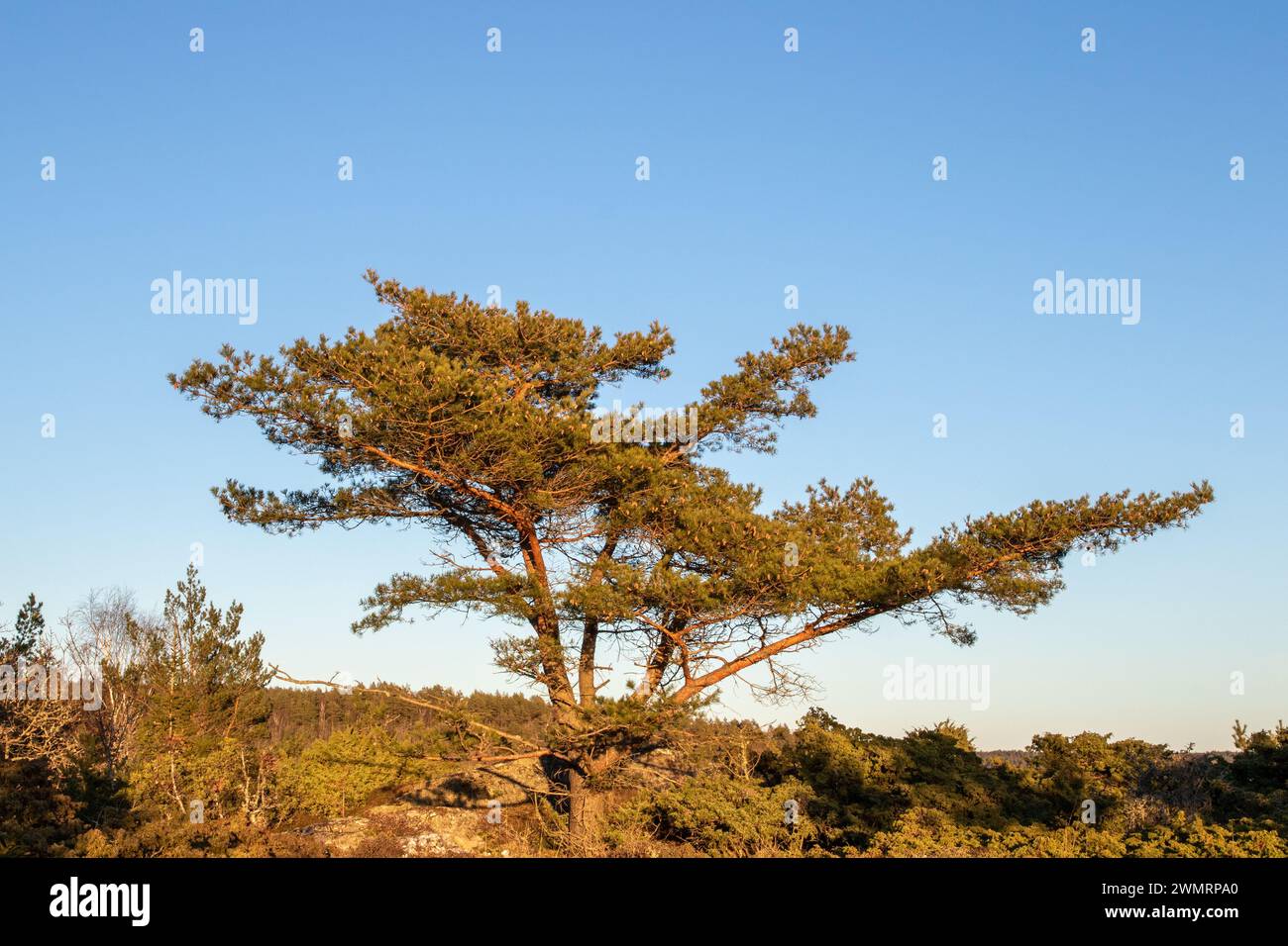 Pine tree in sunset with clean blue sky background Stock Photo - Alamy