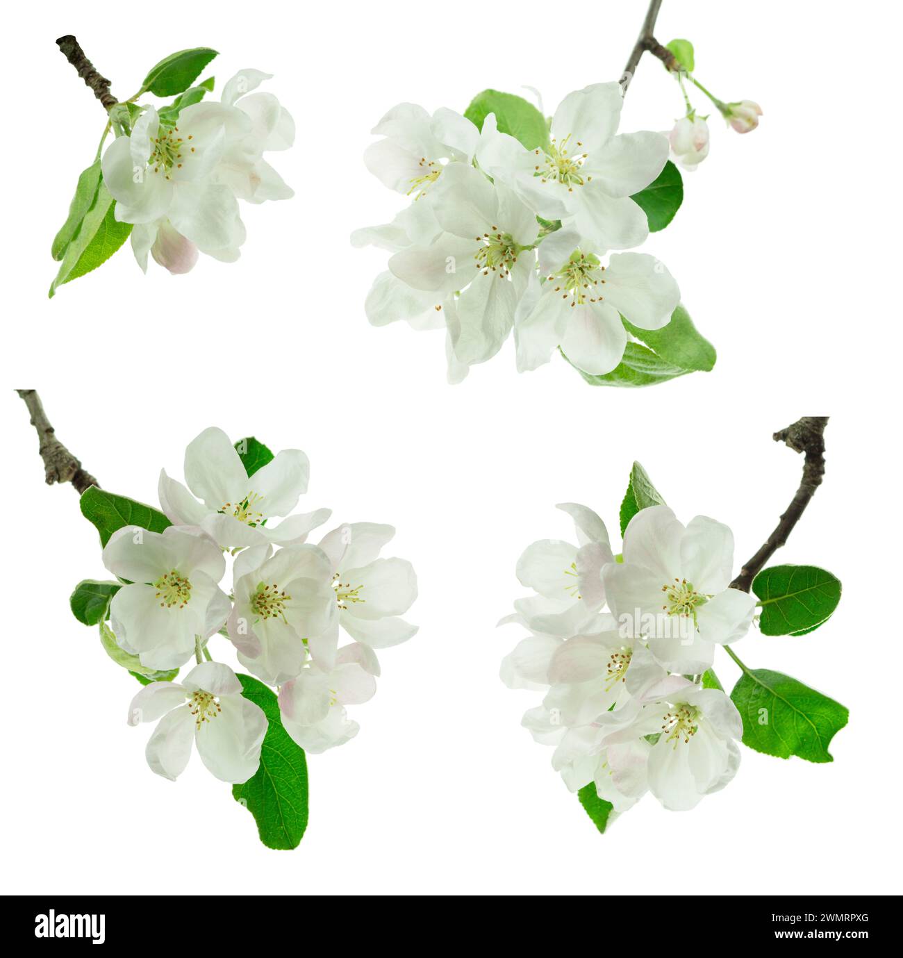 Blooming branch apple tree with bright white flowers in spring. isolated.  Banner. Apple tree flowers . Spring and white flowers bloom. Blooming garde Stock Photo