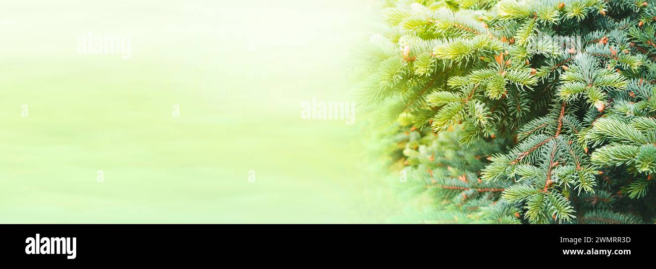 The sun's rays shine through the green branches of the tree. Spring morning in the forest. Nature . Advertising, sale. Web banner. Pine. A park. Natur Stock Photo