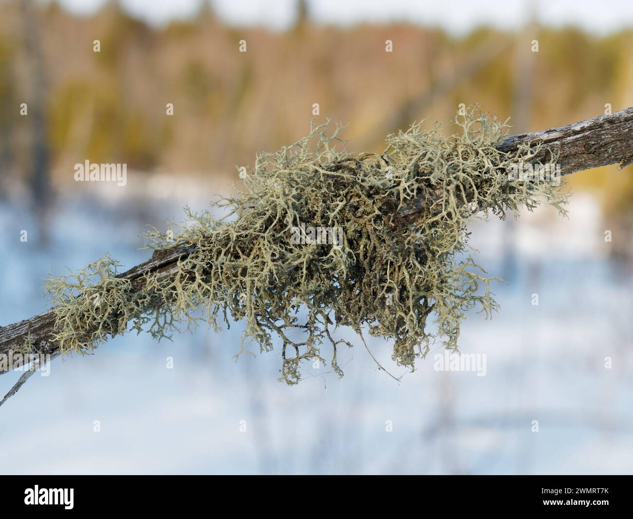Oakmoss growing on a dead coniferous tree. Quebec,Canada Stock Photo