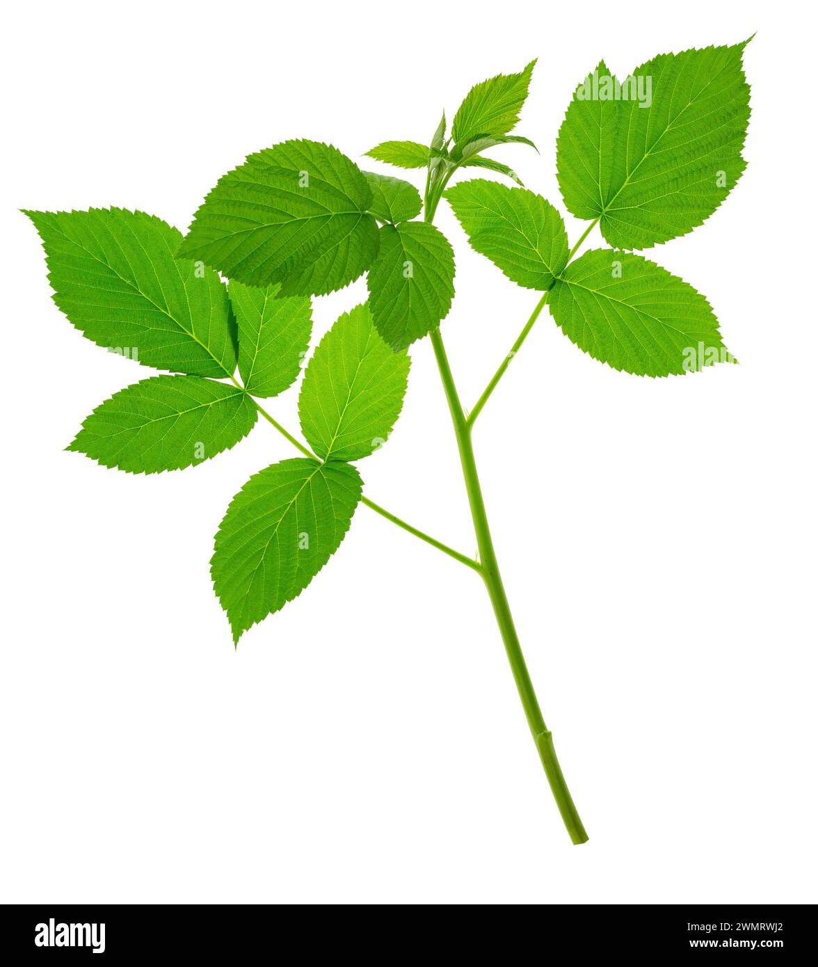 Raspberry leaves. Young green branch of raspberry bush in spring. raspberry branch. Gardening, horticulture. Healing plant. Tea from raspberry leaves Stock Photo
