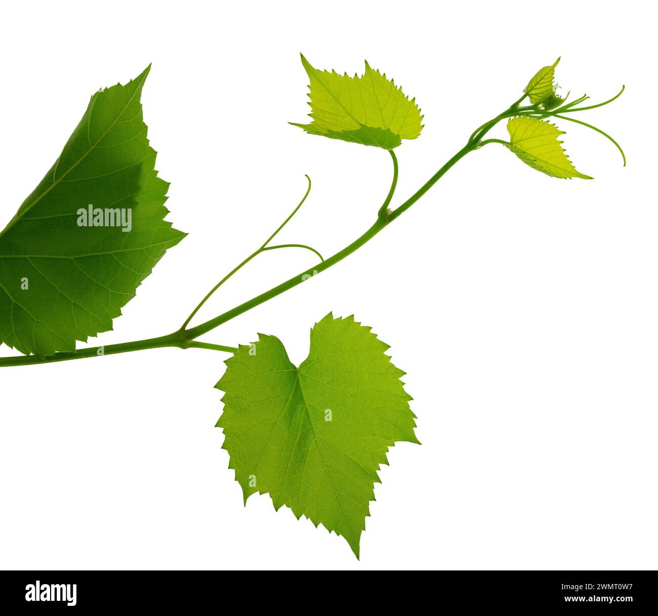 Grape branch isolated on white. Vine with green fresh leaves and tendrils. Grapevine. Sprig with leaves of grapevine. Fresh Green Grape Leaf. green vi Stock Photo