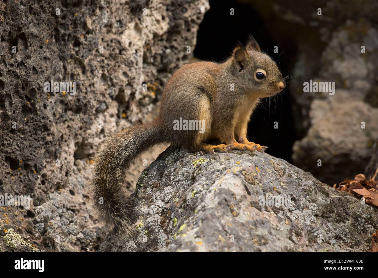 Squirrel at South Ice Cave, Deschutes National Forest, Oregon Stock Photo