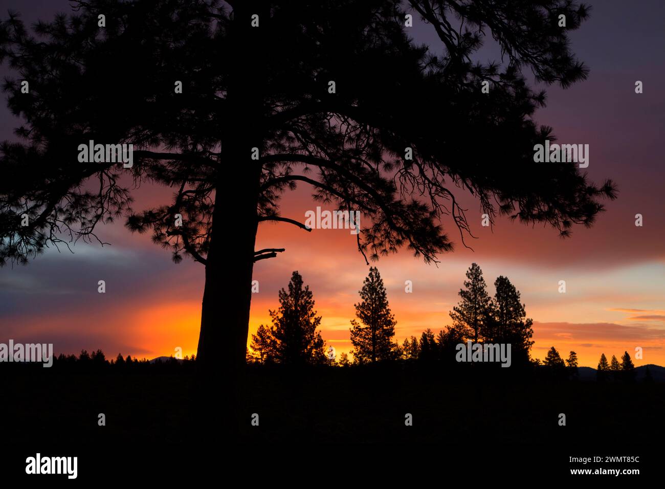 Ponderosa pine sunrise near Cabin Lake, Deschutes National Forest, Oregon Stock Photo