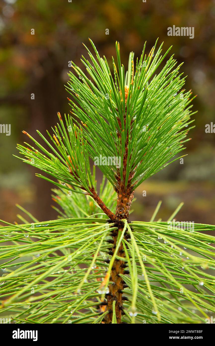Ponderosa pine (Pinus ponderosa) needles, Sawyer Park, Bend, Oregon Stock Photo