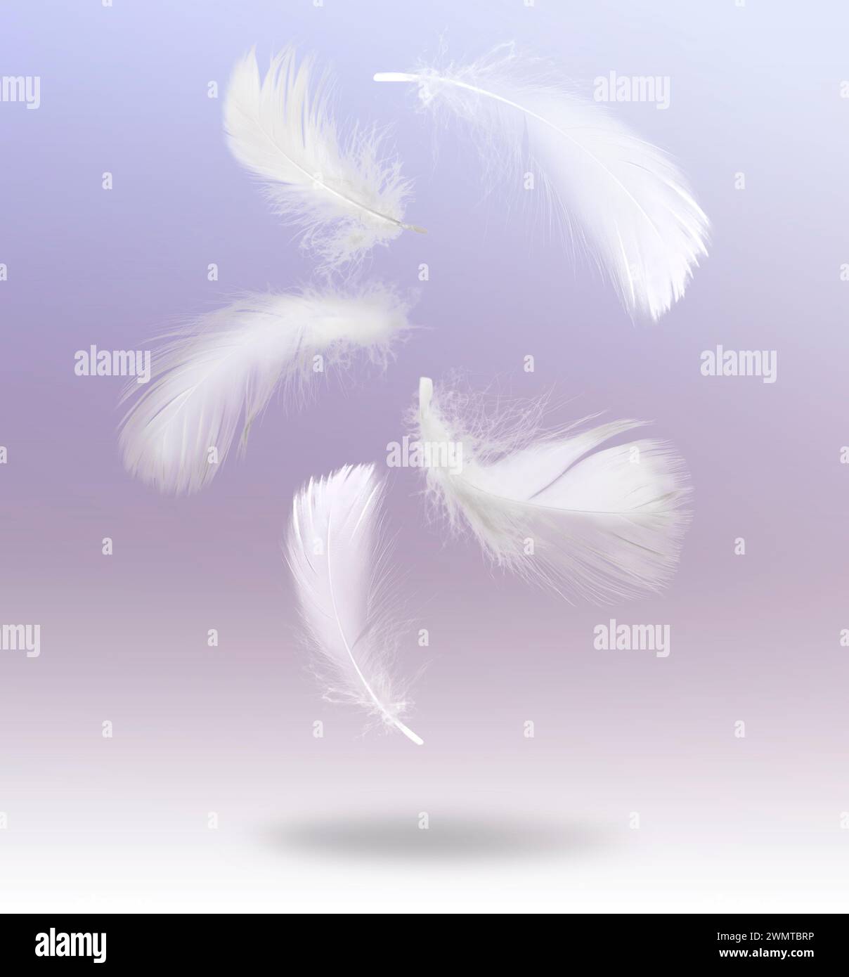Fluffy bird feathers falling on violet background Stock Photo - Alamy