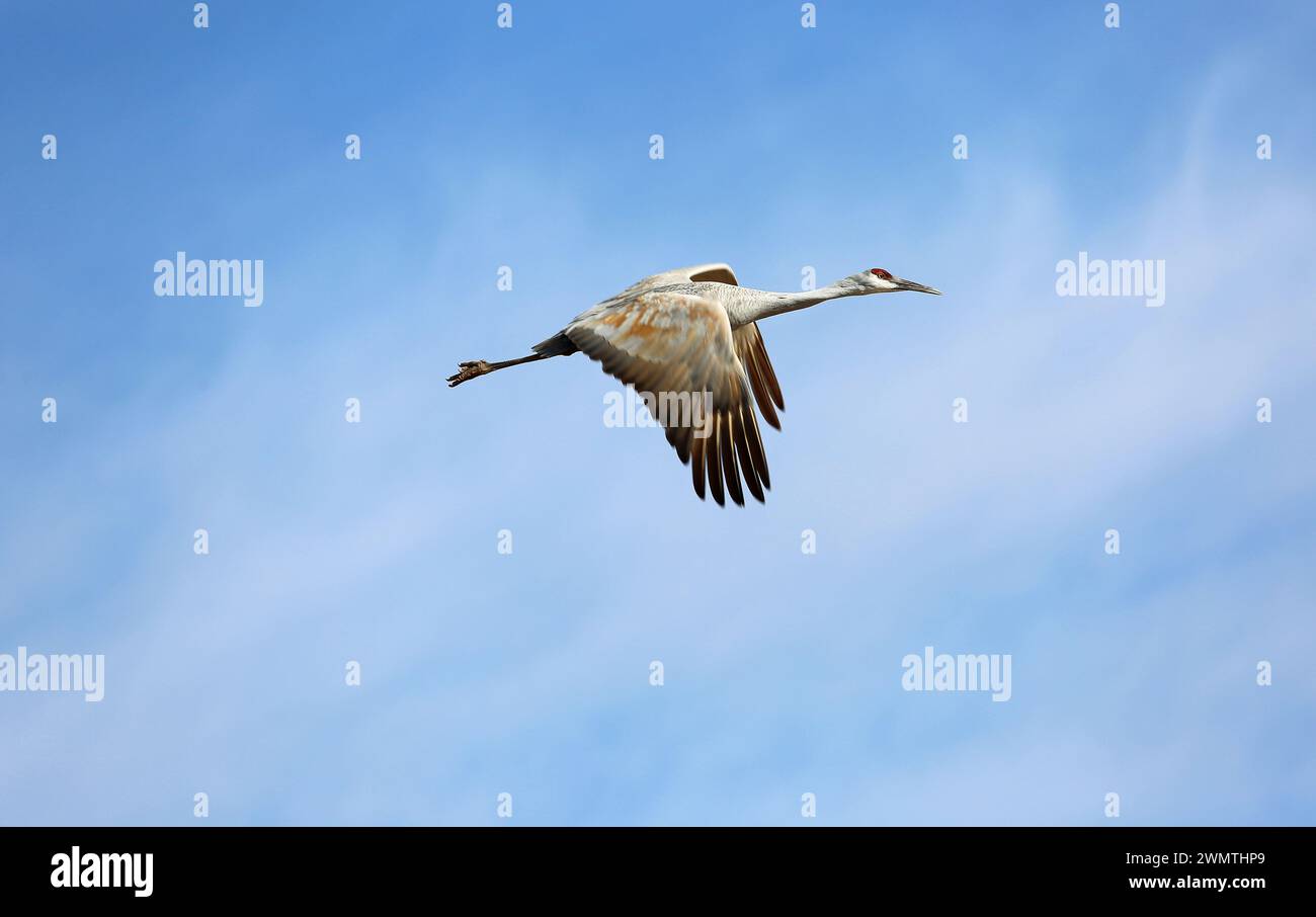 The Crane flying - New Mexico Stock Photo