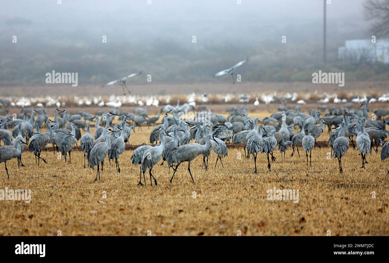 Large flock of Cranes - Bosque del Apache National Wildlife Refuge, New Mexico Stock Photo