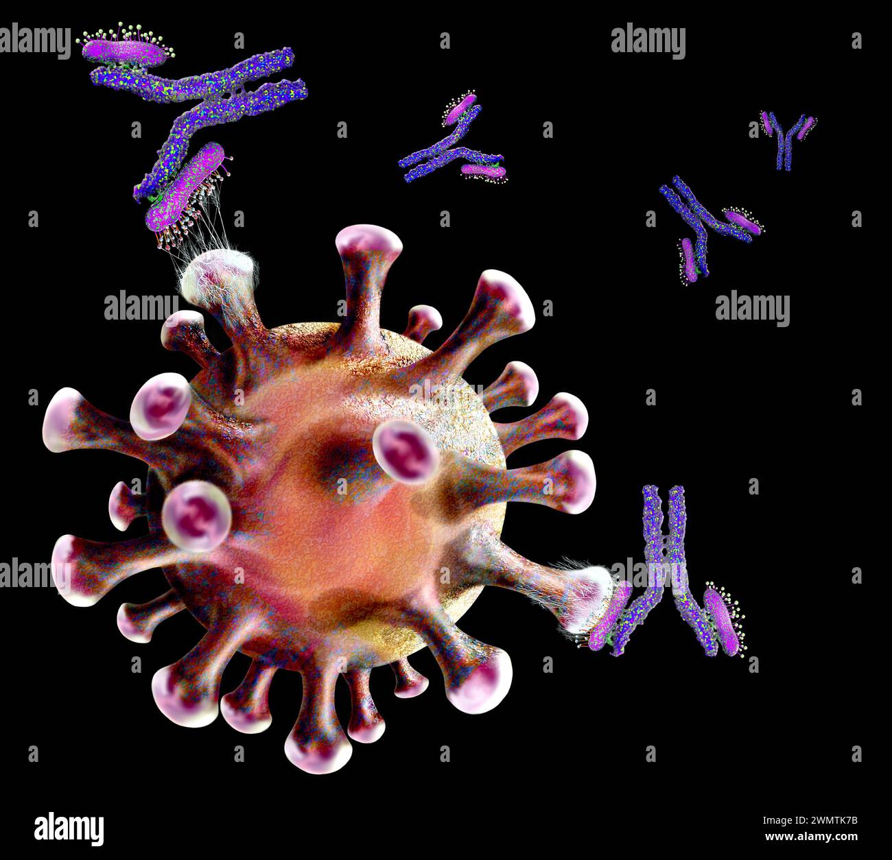 Antibodies attacking virus particle, illustration Stock Photo - Alamy
