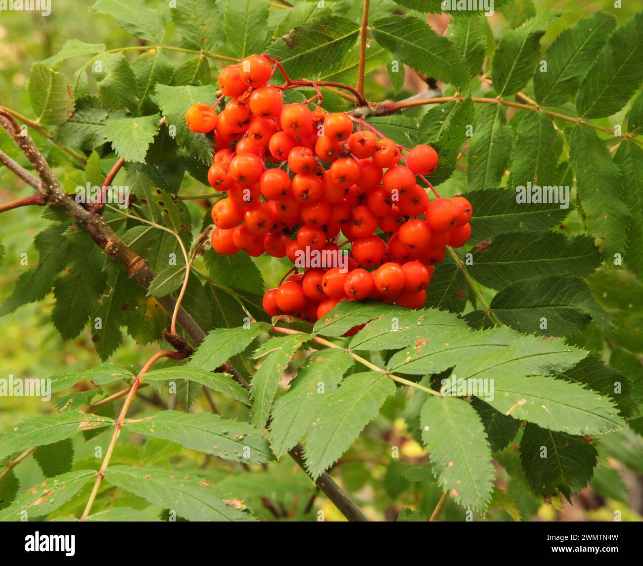 Cluster of orange Western Mountain Ash (Sorbus scopulina) berries in Blue Mountains, Oregon Stock Photo