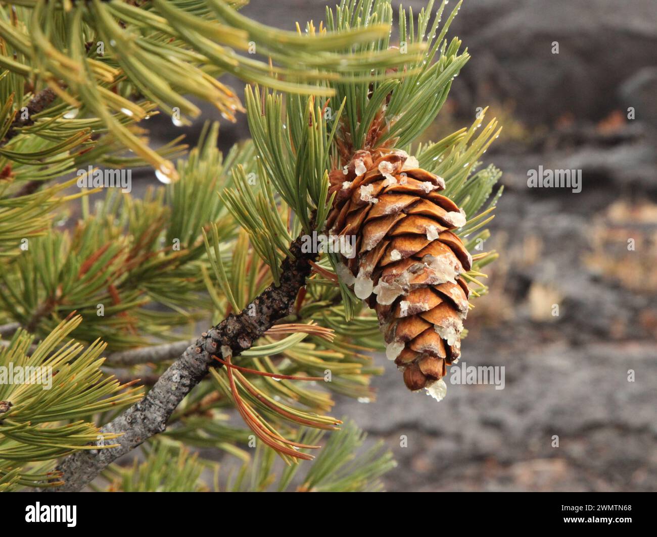 Limber Pine (Pinus flexilis) cone on a tree in Craters Of The Moon National Monument And Preserve, Idaho Stock Photo
