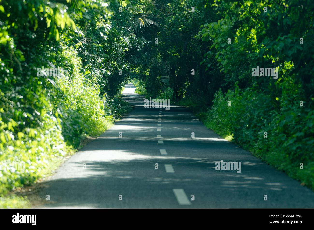 Asphalt road through the forest hi-res stock photography and images - Alamy