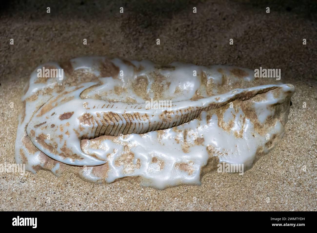 Ancient fossil of jawless fish Cephalaspis in sand Stock Photo