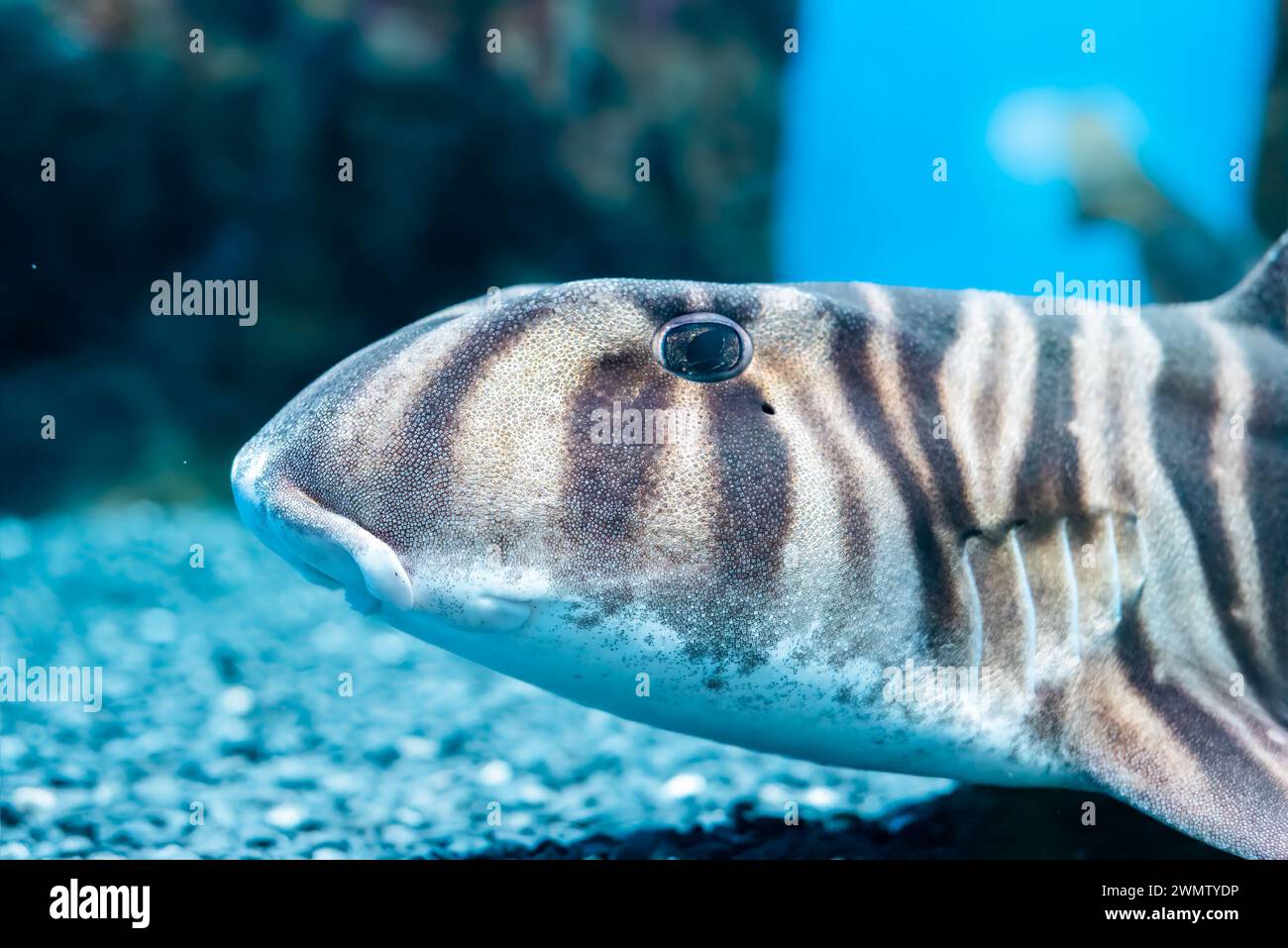 Zebra bullhead shark (Heterodontus zebra) swimming in the sea Stock Photo