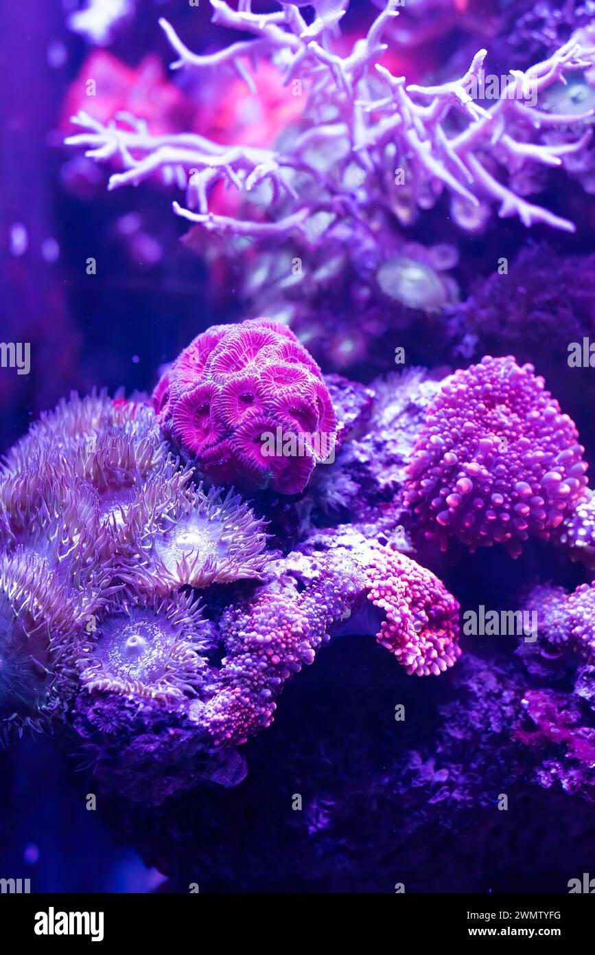 Mussidae or brain corall in aquarium Stock Photo
