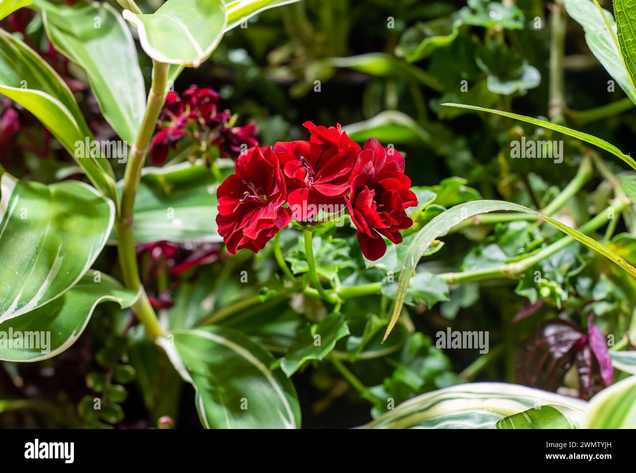 Red Pelargonium peltatum or ivy-leaved pelargonium and cascading geranium Stock Photo