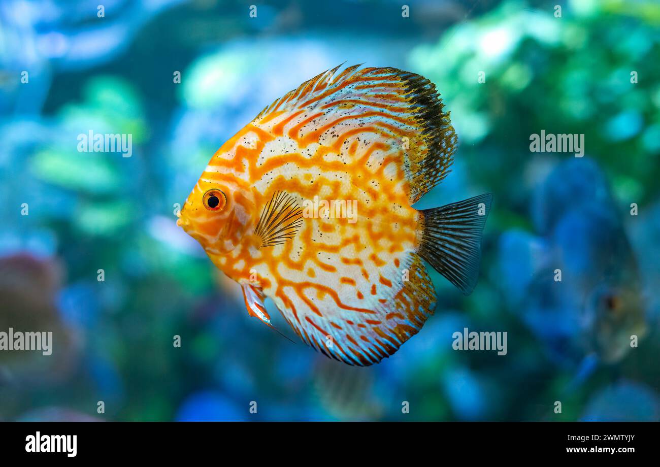 Yellow Symphysodon (known as discus or discus fish) swimming in aquarium Stock Photo