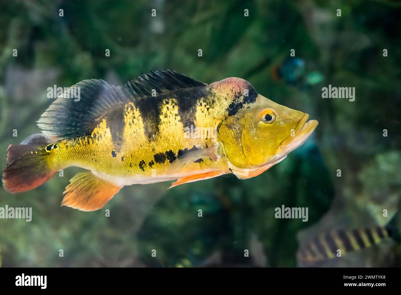 Cichla ocellaris,  known as the butterfly peacock bass in aquarium Stock Photo