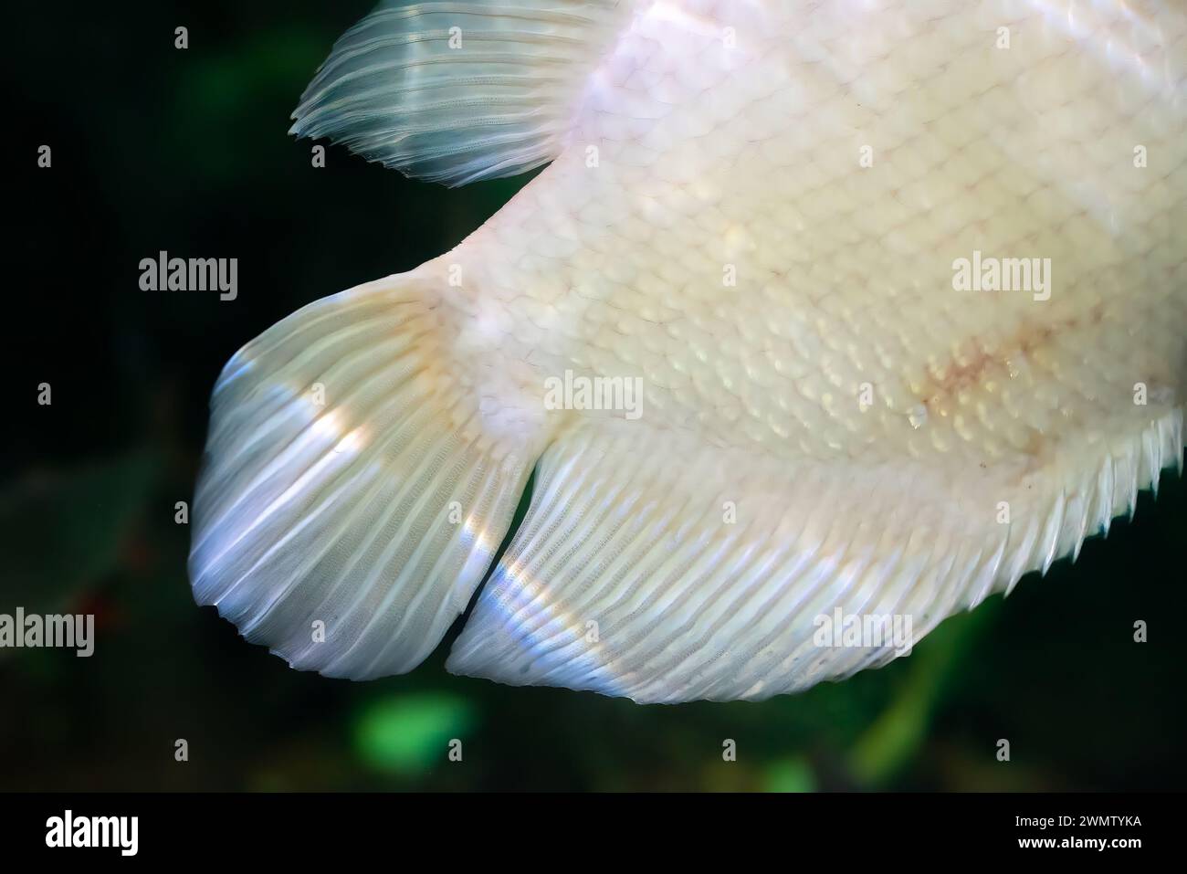 Tale of Albino giant gourami (Osphronemus goramy) fish, large gourami native to Southeast Asia Stock Photo