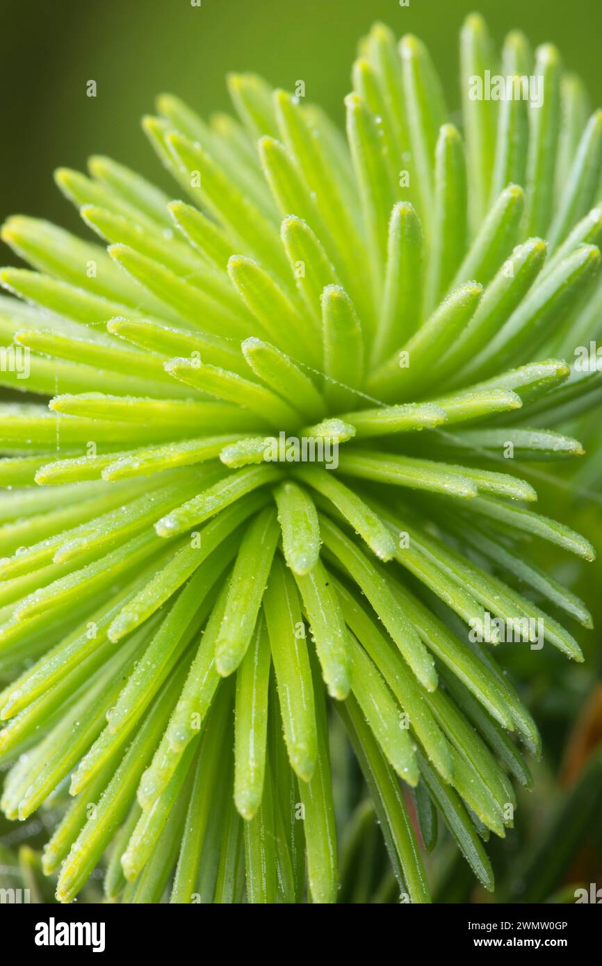 Sitka spruce (Picea sitchensis) needles, Otter Point State Park, Oregon Stock Photo
