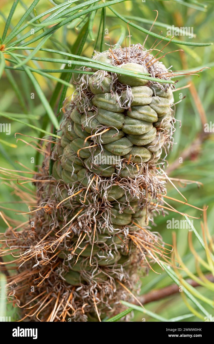 Banksia flower spike brown and dried with green seed pods Stock Photo