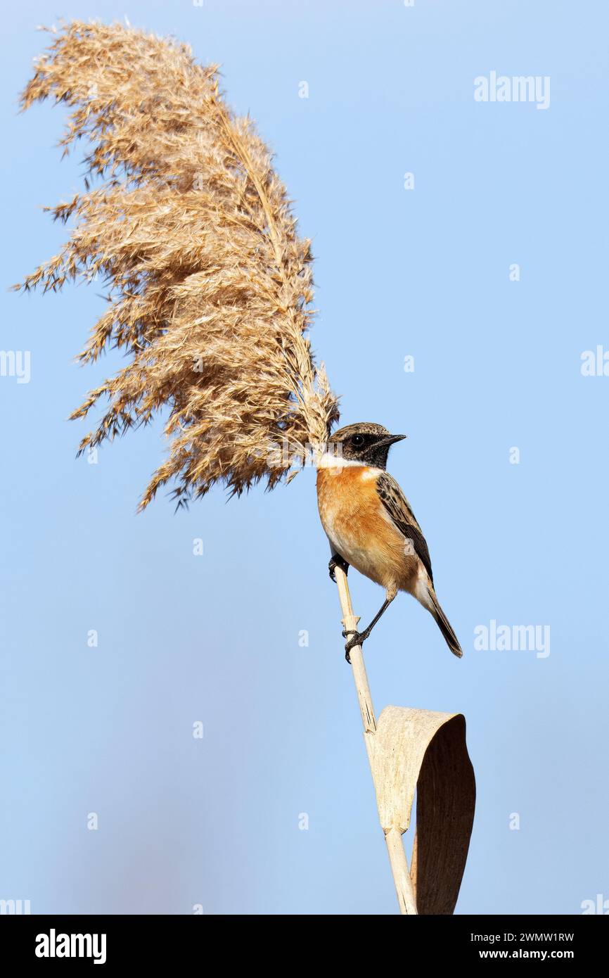 Stonechat winter hi-res stock photography and images - Alamy