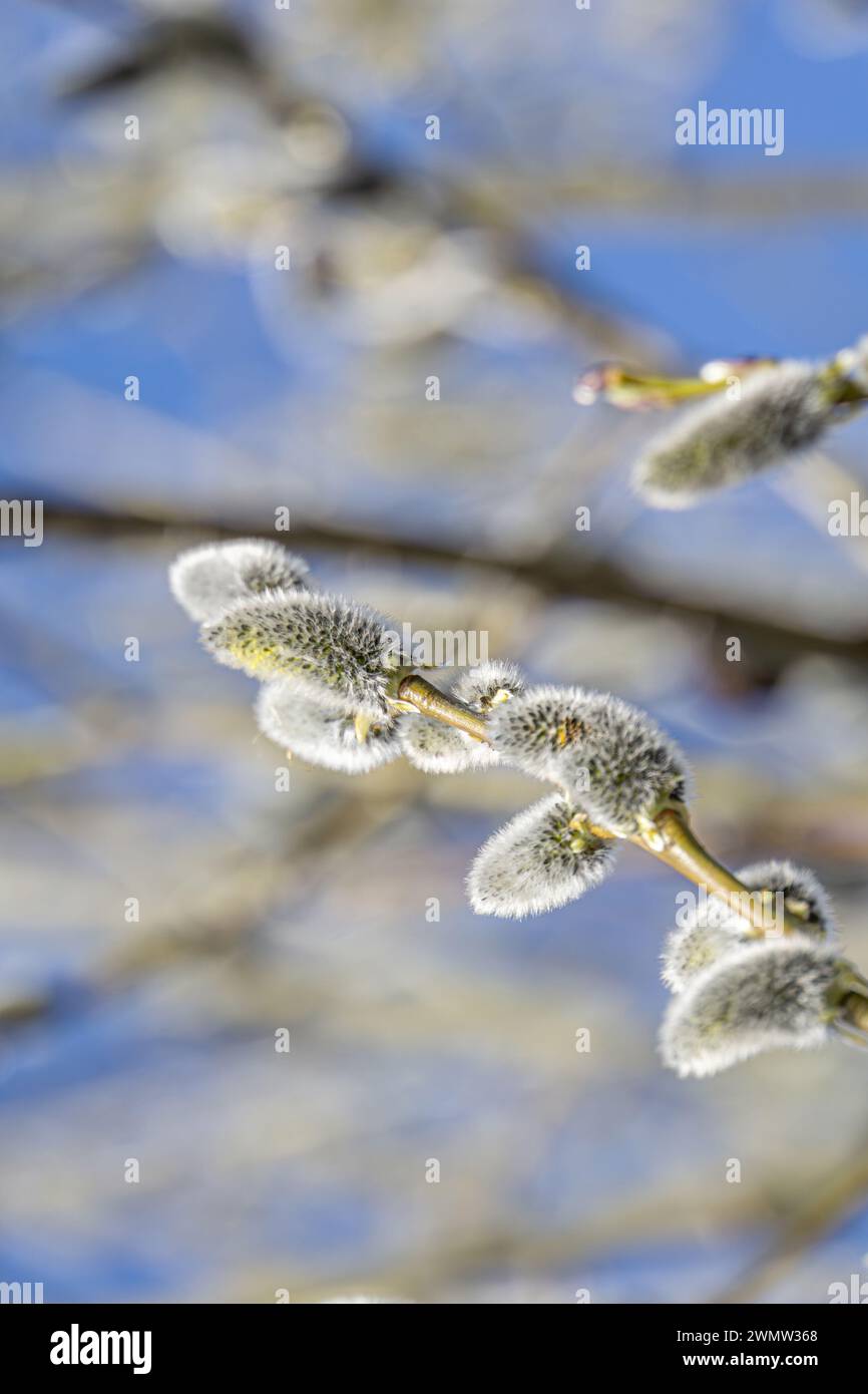 Fluffy catkins on willow branches against blue sky background. Stock Photo