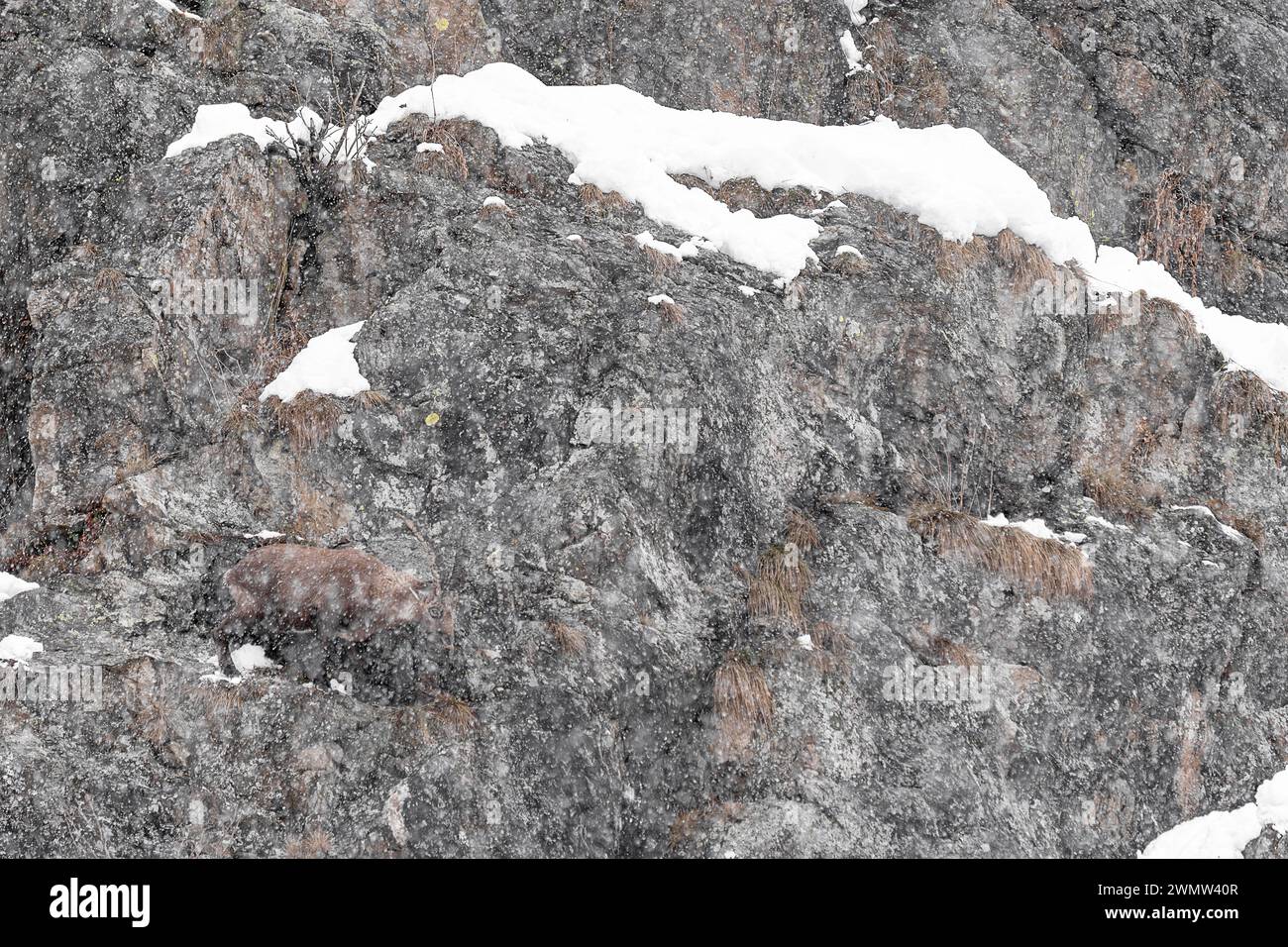 Snowstorm in the Alps mountains with ibex male, fine art landscape (Capra Ibex) Stock Photo