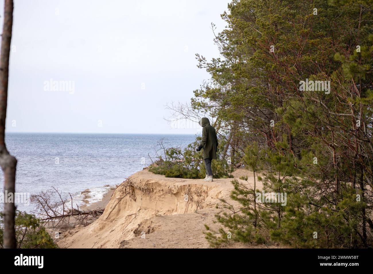 A person walks along the edge of a washed-out dune on the shore of the Baltic Sea with fallen trees in the water Stock Photo