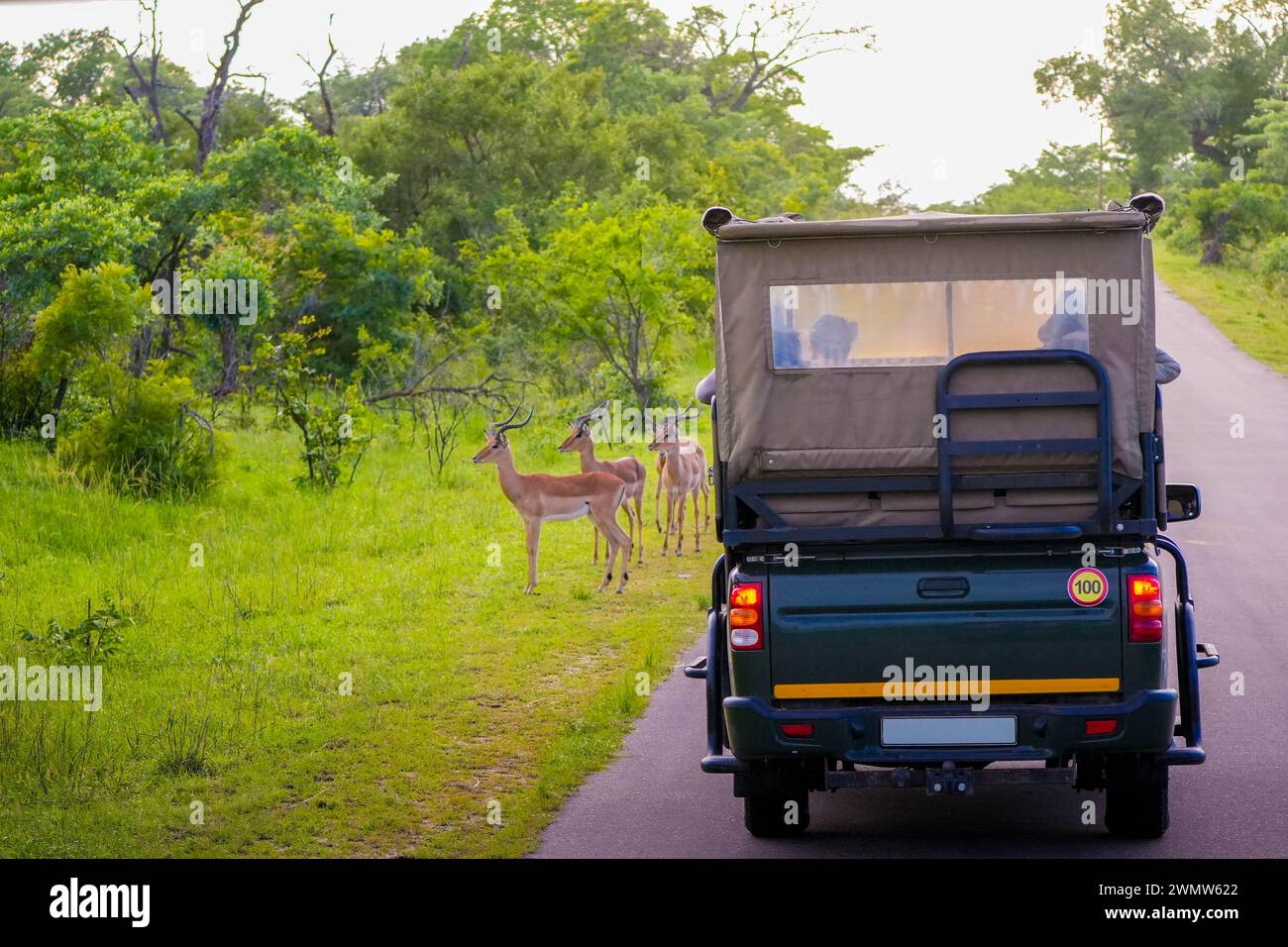 A safari vehicle is parked on a road in Kruger National Park, with tourists observing a group of impalas grazing nearby. The lush greenery and tranqui Stock Photo