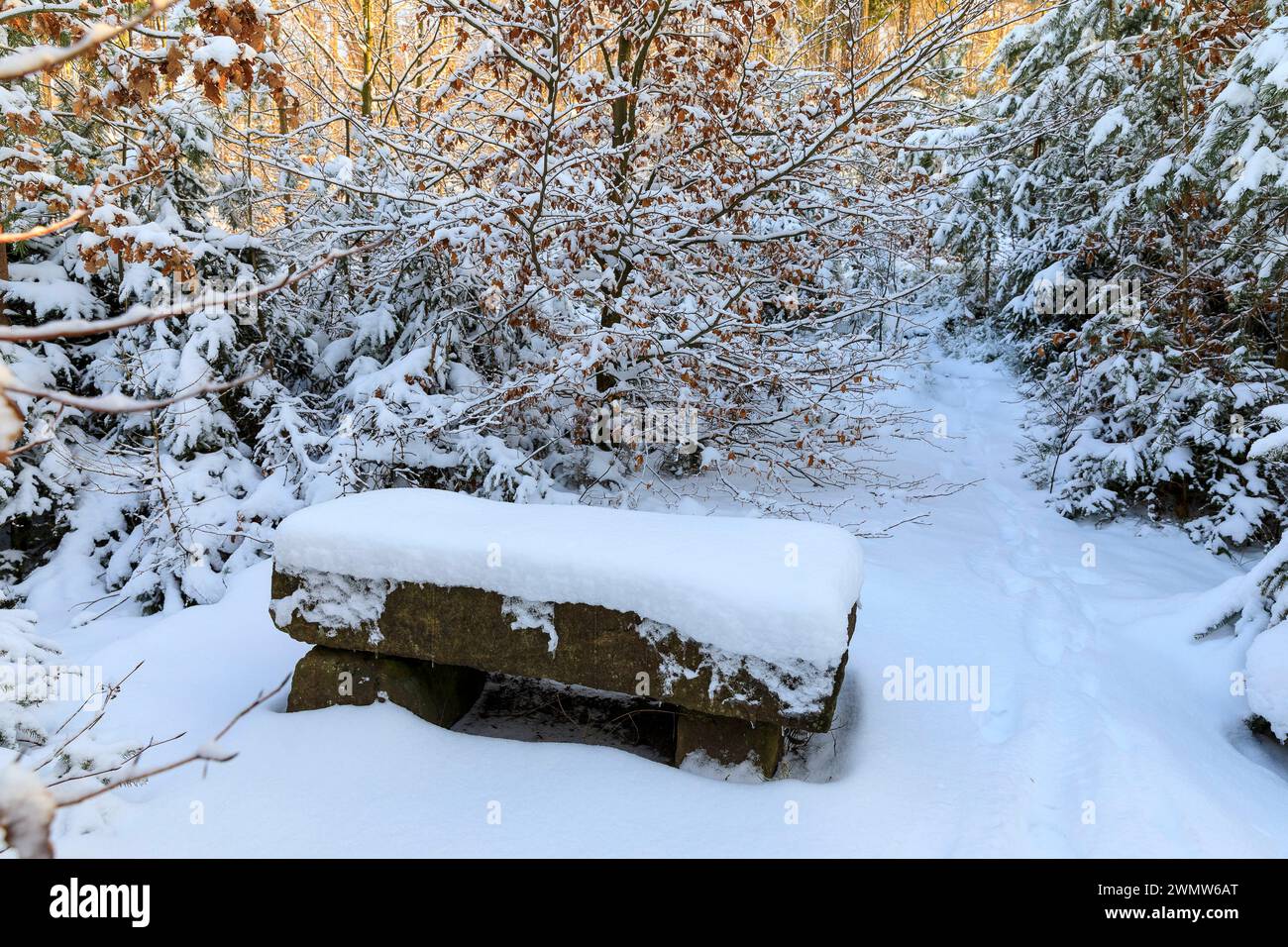 Sandsteinbank im Schnee, der sogenannte Kaiserstuhl bei Aufstieg zur Schönen Höhe, Dürrröhrsdorf-Dittersbach, Sachsen, Deutschland *** Sandstone bench Stock Photo