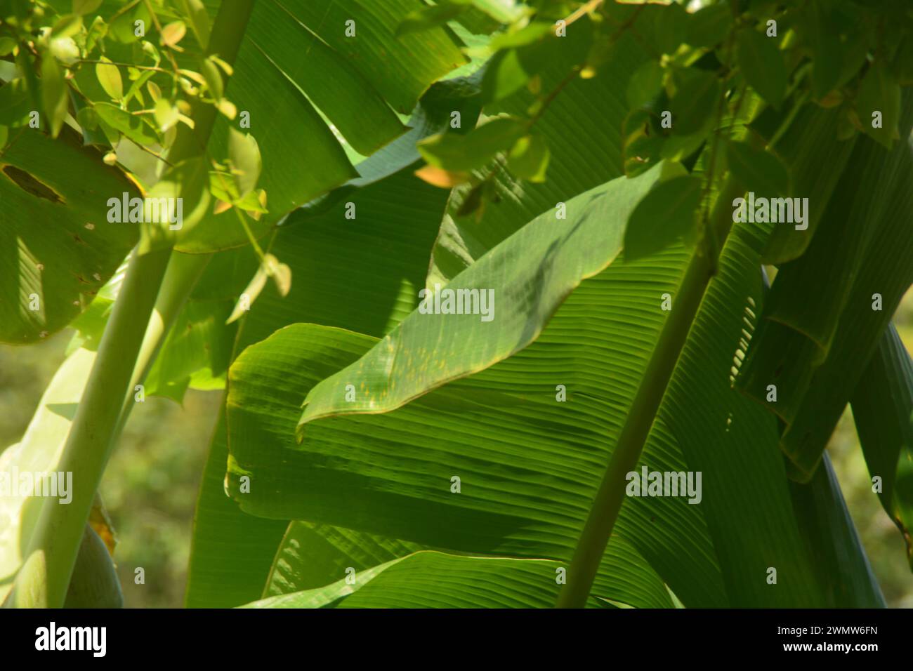 Scene of a banana tree that grows in the yard of the house. Banana